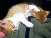 cat.jpg 176�~132 6K